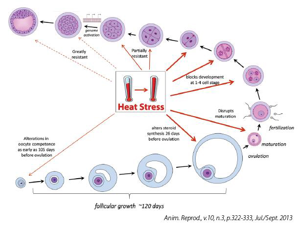 stress da calore sulla riproduzione